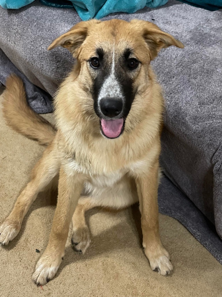Marley, an adoptable Maremma Sheepdog, Shepherd in Richfield, WI, 53076 | Photo Image 3