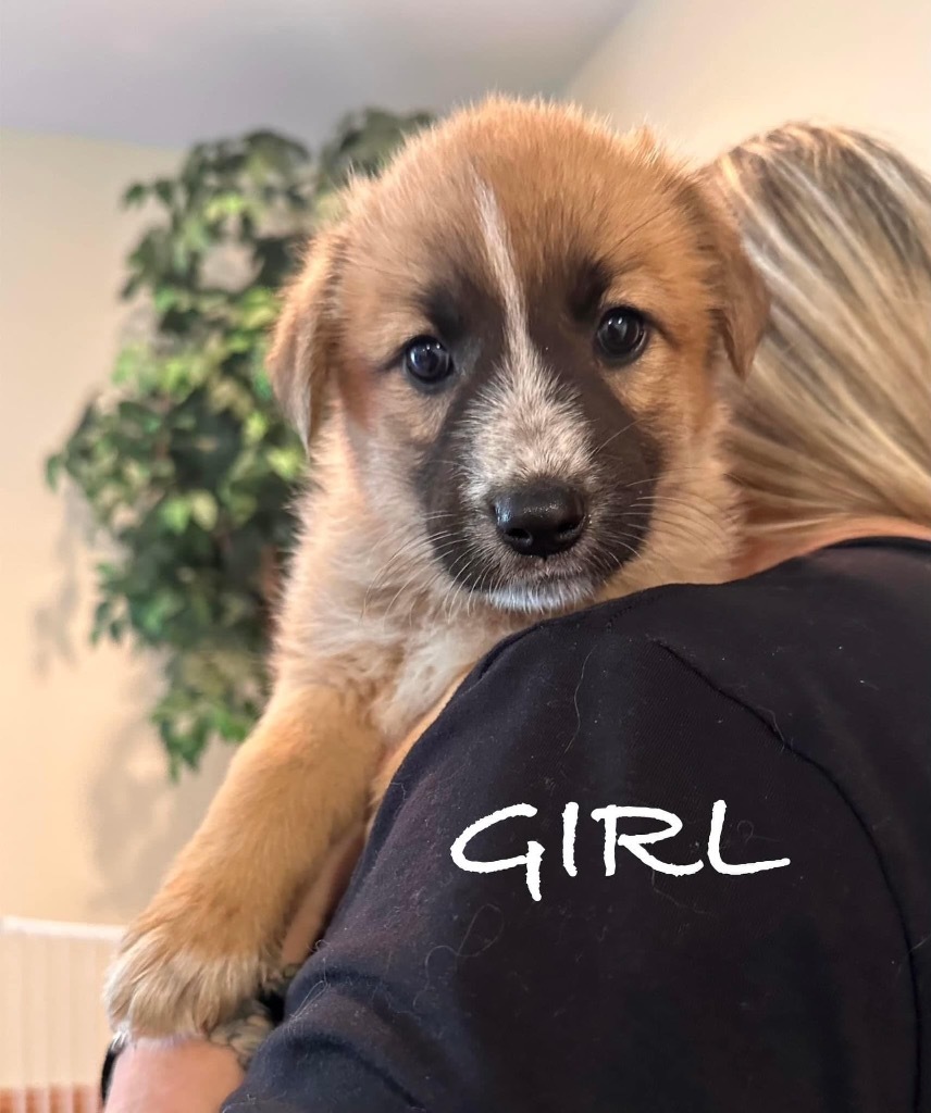 Marley, an adoptable Maremma Sheepdog, Shepherd in Richfield, WI, 53076 | Photo Image 4