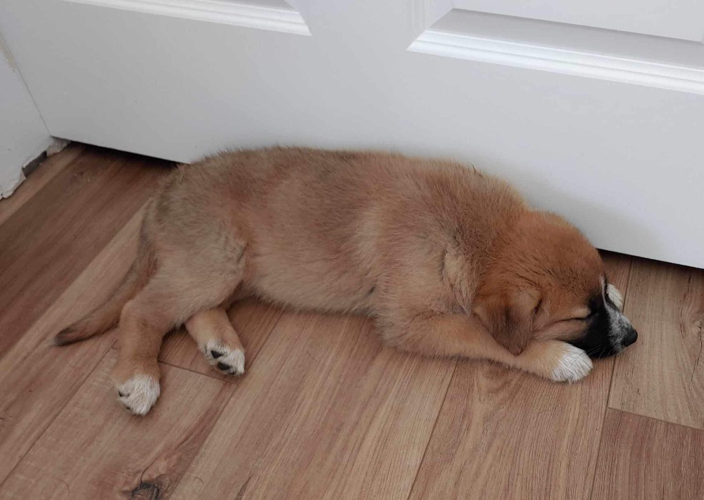 Marley, an adoptable Maremma Sheepdog, Shepherd in Richfield, WI, 53076 | Photo Image 5