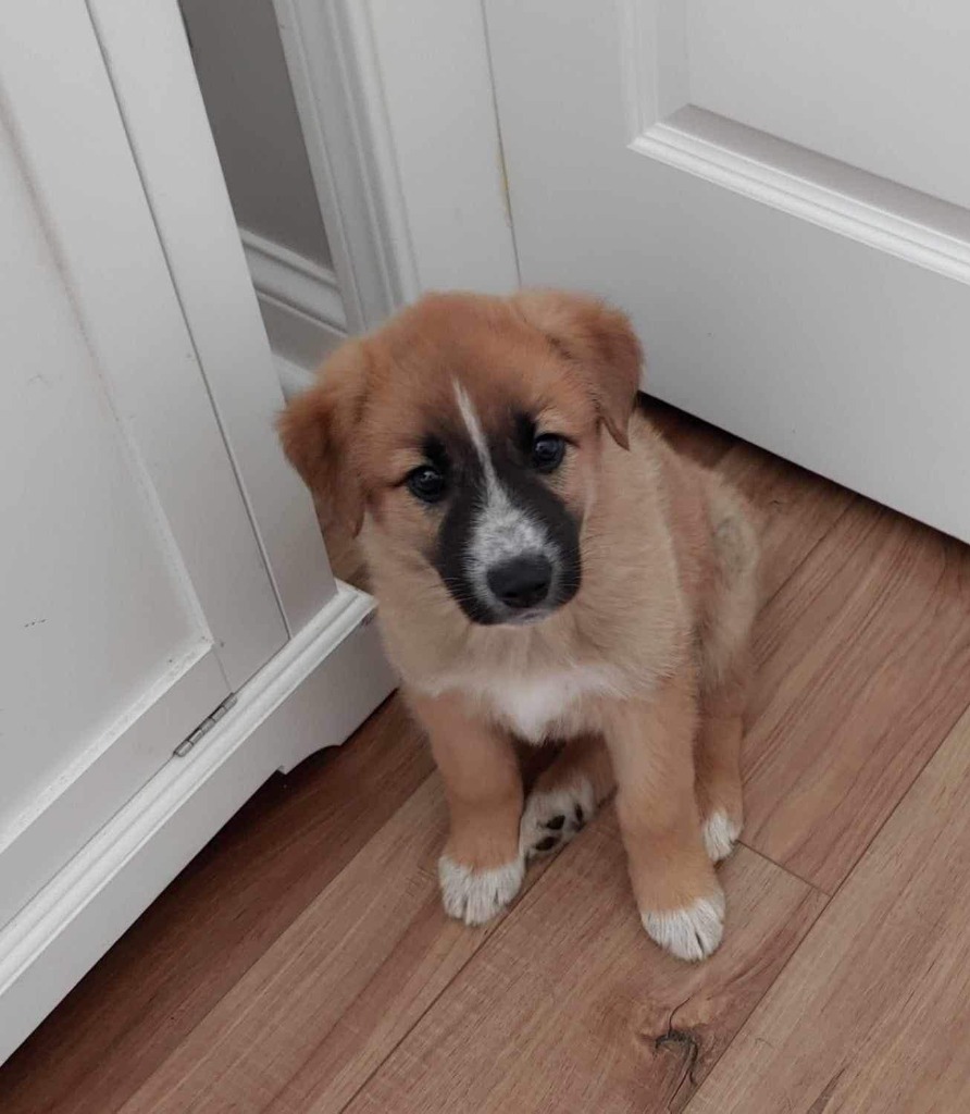 Marley, an adoptable Maremma Sheepdog, Shepherd in Richfield, WI, 53076 | Photo Image 6