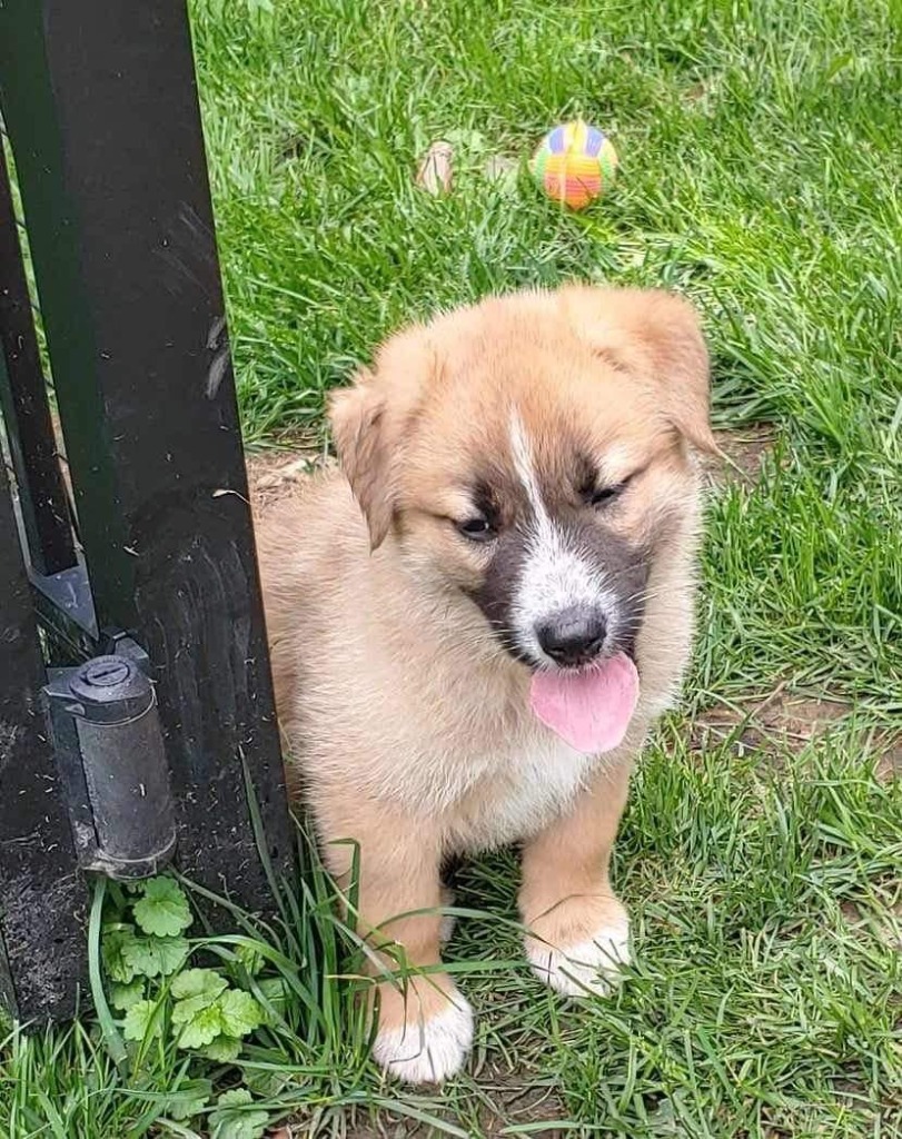 Marley, an adoptable Maremma Sheepdog, Shepherd in Richfield, WI, 53076 | Photo Image 7