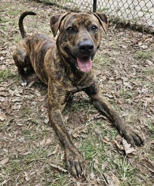 Mimi, Adult Female Boxer