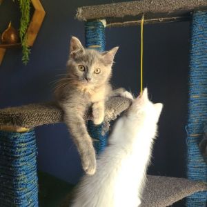 Luna (Ginger Kittens)