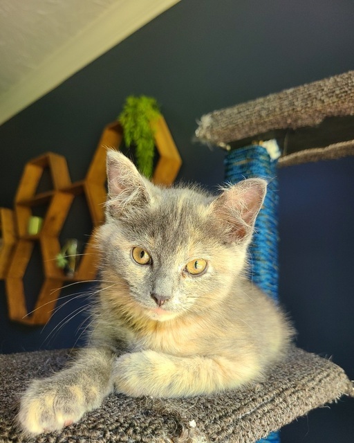 Luna (Ginger Kittens) 3