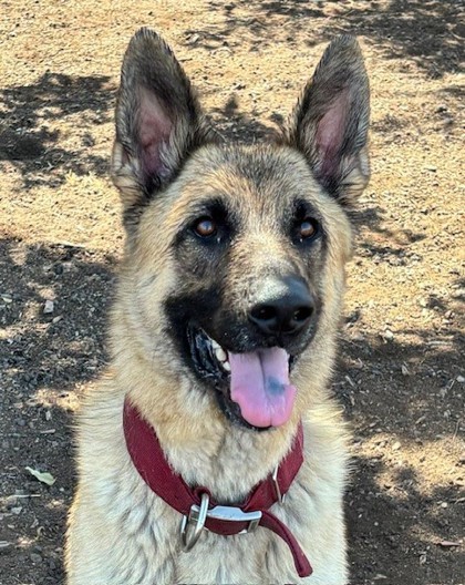 Scout, an adoptable German Shepherd Dog, Mixed Breed in Pendleton, OR, 97801 | Photo Image 1