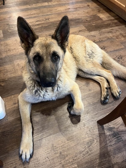 Scout, an adoptable German Shepherd Dog, Mixed Breed in Pendleton, OR, 97801 | Photo Image 2