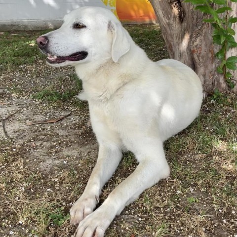 Nala 24-05-170, an adoptable Akbash in Bastrop, TX, 78602 | Photo Image 4