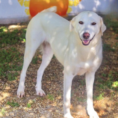 Nala 24-05-170, an adoptable Akbash in Bastrop, TX, 78602 | Photo Image 5