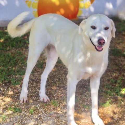 Nala 24-05-170, an adoptable Akbash in Bastrop, TX, 78602 | Photo Image 6