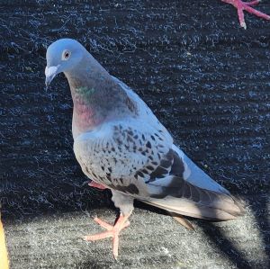 Hey there my name is Aspen Im a rambunctious adult male pigeon looking for my forever home I hav