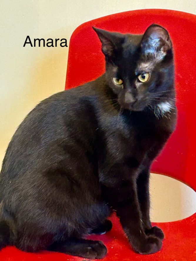 Amara