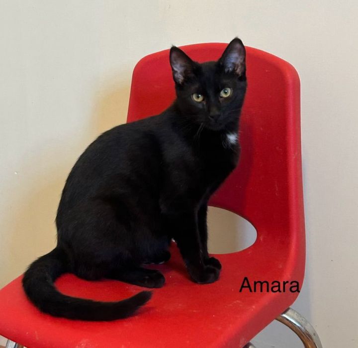 Amara 2