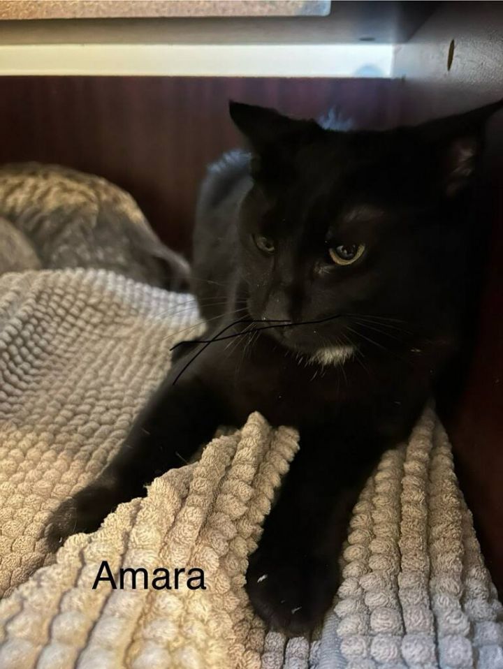 Amara 3