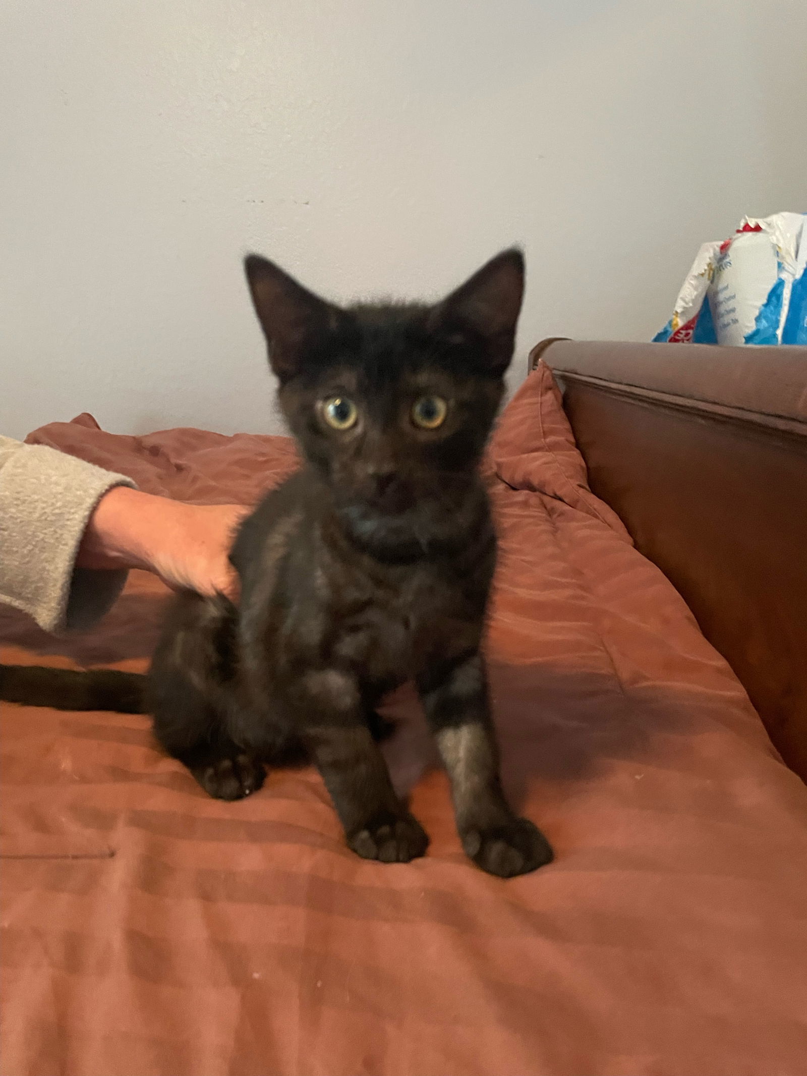 Cat for adoption - Fanta, a Domestic Short Hair in Rowlett, TX | Petfinder