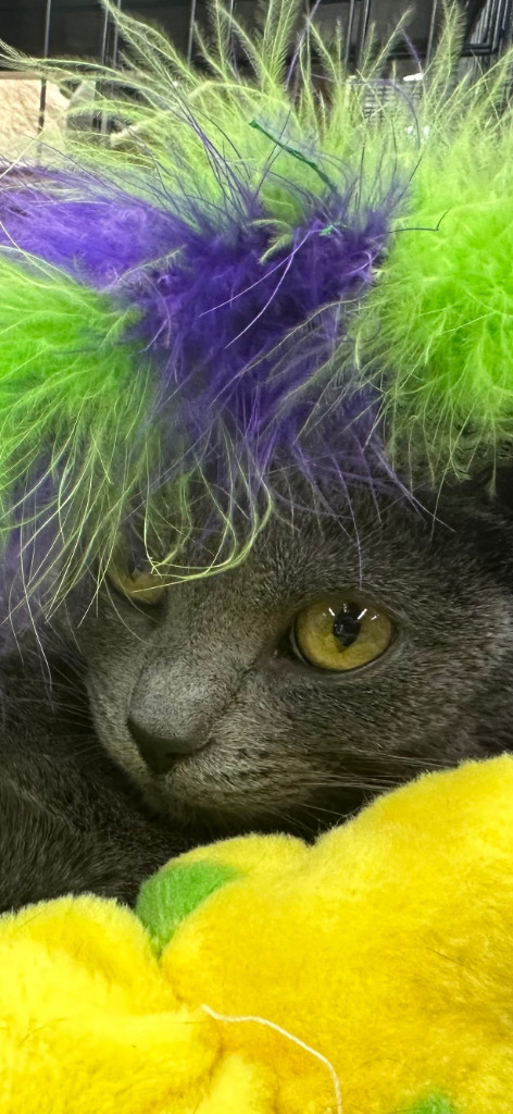 Enigma / Ember, an adoptable Russian Blue in Calgary, AB, T3S 0C5 | Photo Image 6