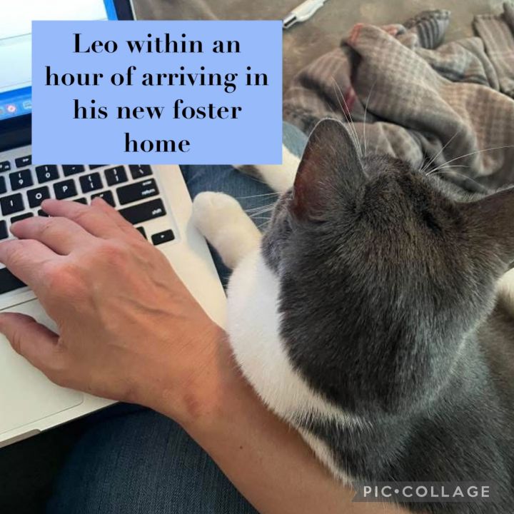 Leo 2