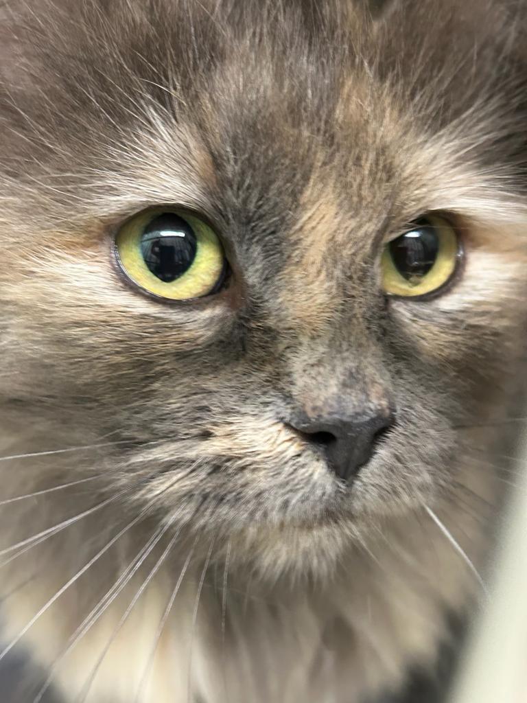 Aurora, an adoptable Domestic Long Hair in Ontario, OR, 97914 | Photo Image 1