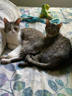 Simon and Garfunkel, an adoptable Tabby, Domestic Short Hair in Traverse City, MI, 49686 | Photo Image 1