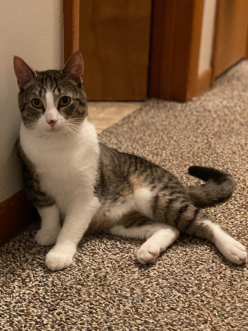 Simon and Garfunkel, an adoptable Tabby, Domestic Short Hair in Traverse City, MI, 49686 | Photo Image 2