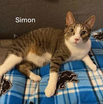 Simon and Garfunkel, an adoptable Tabby, Domestic Short Hair in Traverse City, MI, 49686 | Photo Image 2