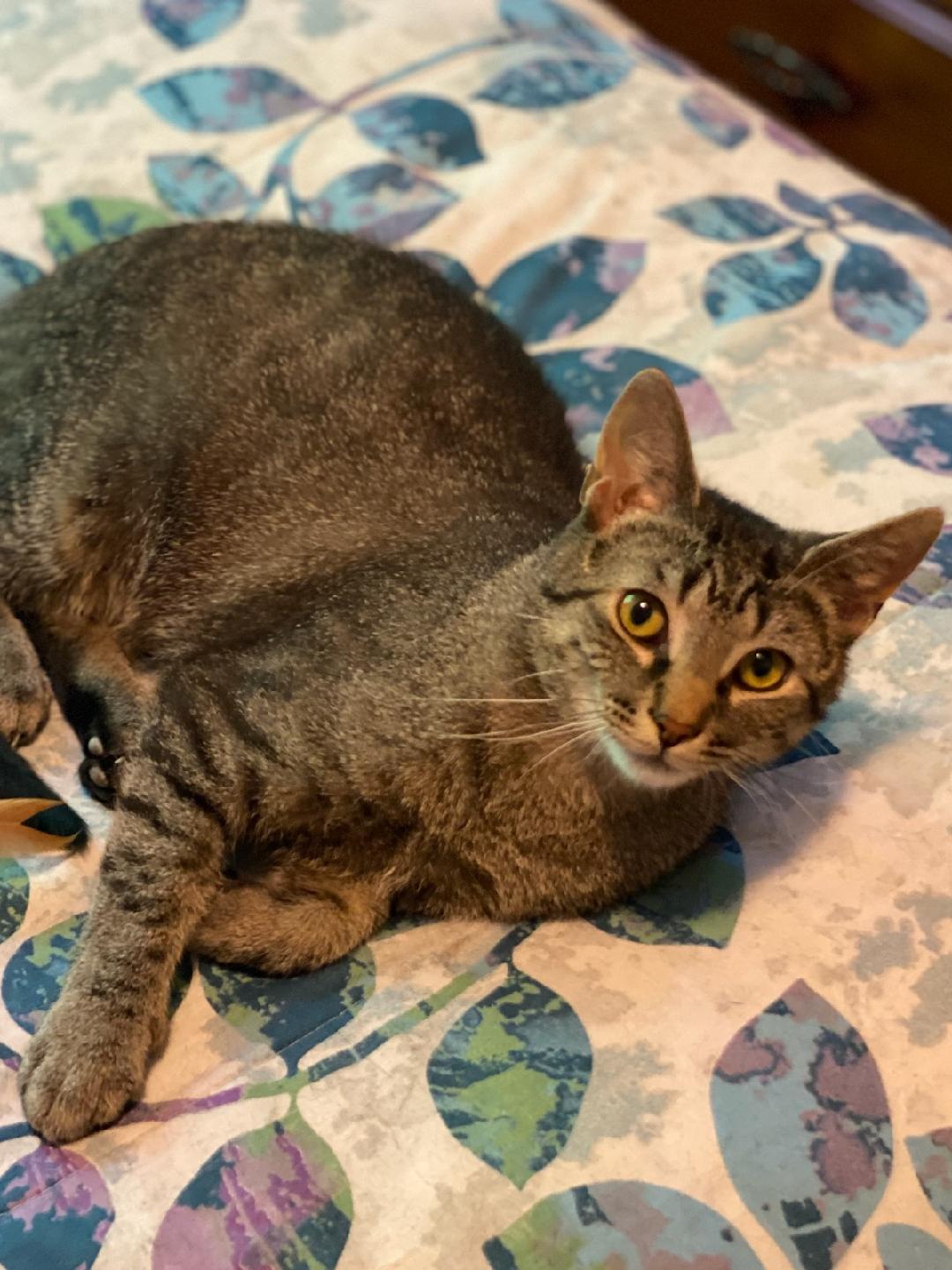 Simon and Garfunkel, an adoptable Tabby, Domestic Short Hair in Traverse City, MI, 49686 | Photo Image 3