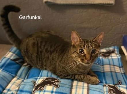 Simon and Garfunkel, an adoptable Tabby, Domestic Short Hair in Traverse City, MI, 49686 | Photo Image 3