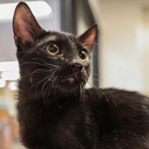 Luke, an adoptable Domestic Long Hair in Las Vegas, NV, 89128 | Photo Image 1