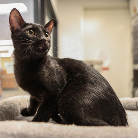 Luke, an adoptable Domestic Long Hair in Las Vegas, NV, 89128 | Photo Image 3