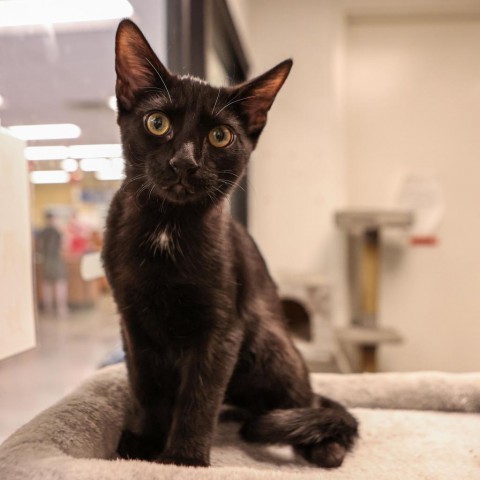 Ahsoka, an adoptable Domestic Long Hair in Las Vegas, NV, 89128 | Photo Image 1