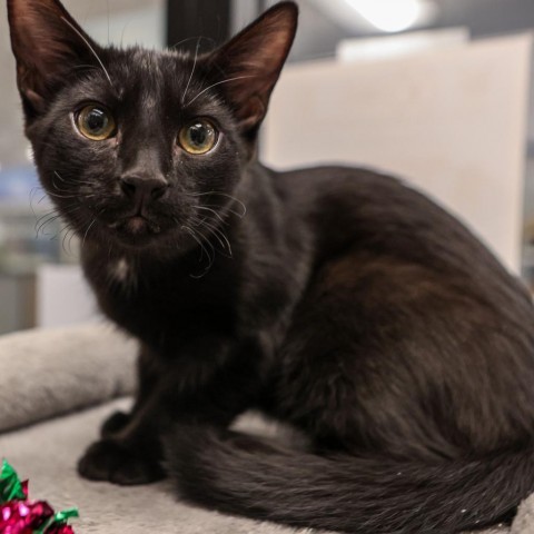 Ahsoka, an adoptable Domestic Long Hair in Las Vegas, NV, 89128 | Photo Image 2