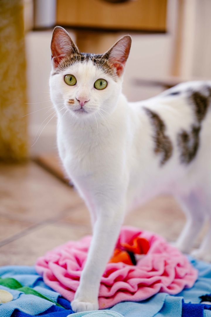 Marcie (bonded w/ Snoopy) 2