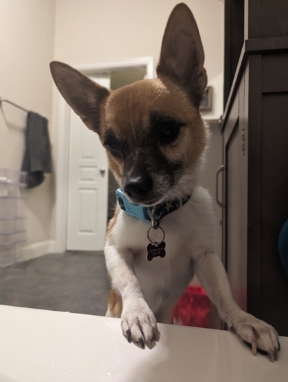 Dog for adoption - Dale, a Chihuahua Mix in Portland, OR | Petfinder