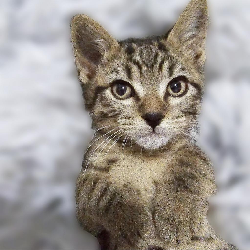 Figaro, an adoptable Domestic Short Hair in Wichita, KS, 67208 | Photo Image 3