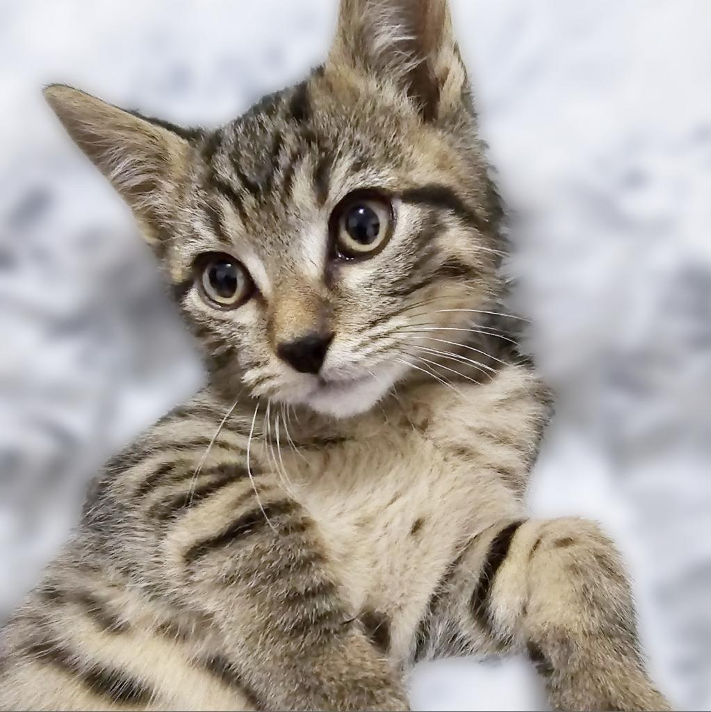 Figaro, an adoptable Domestic Short Hair in Wichita, KS, 67208 | Photo Image 4