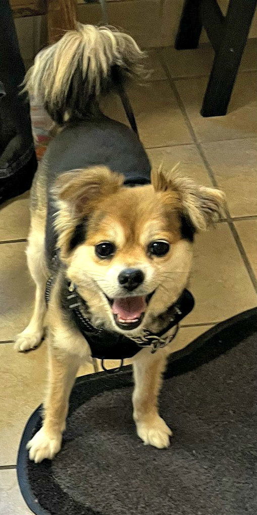 Noah, an adoptable Pomeranian, Chihuahua in Spring Lake, NJ, 07730 | Photo Image 1