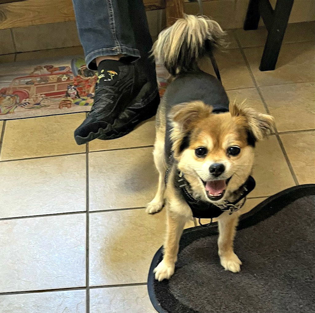 Noah, an adoptable Pomeranian, Chihuahua in Spring Lake, NJ, 07730 | Photo Image 2