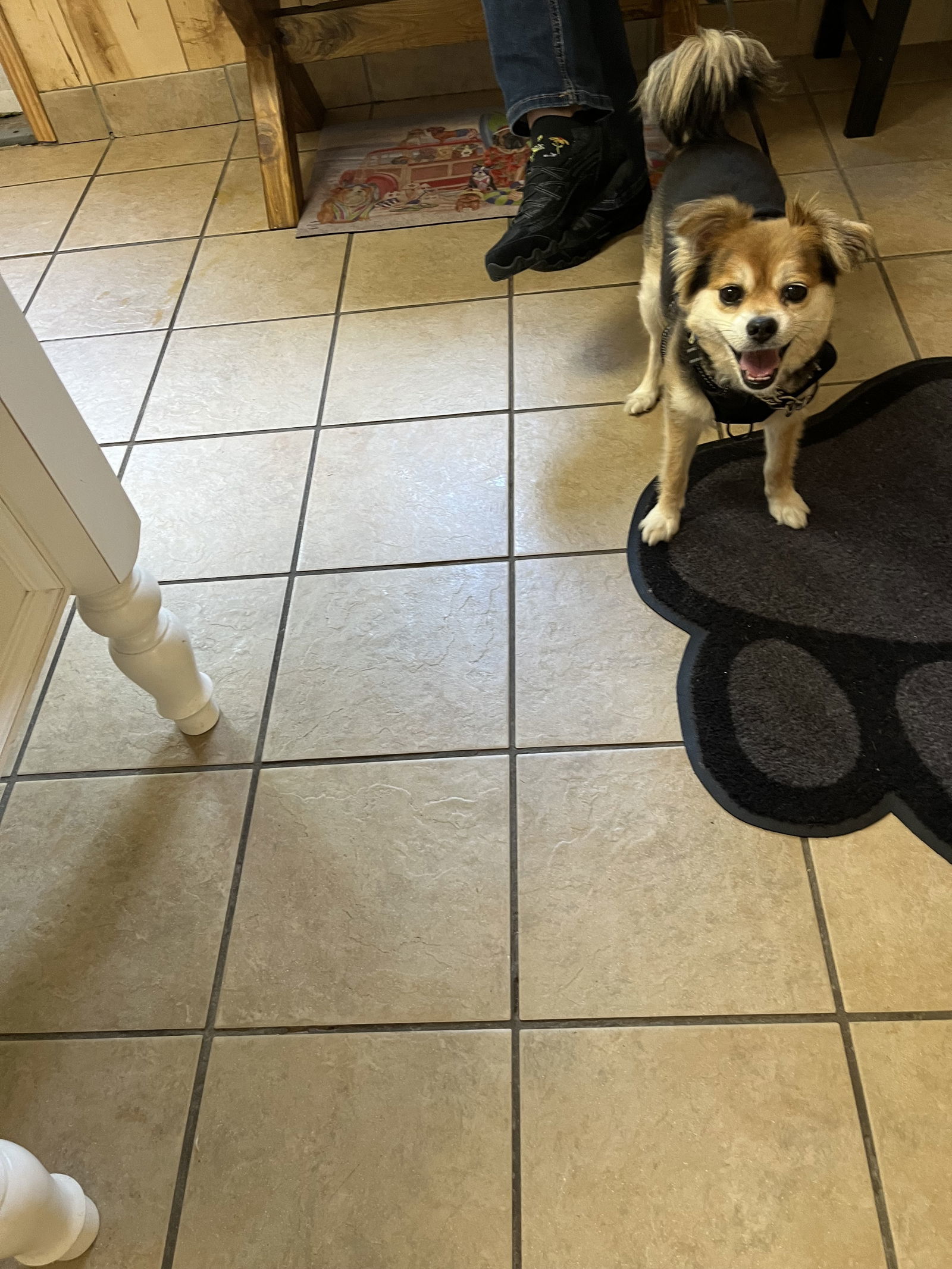 Noah, an adoptable Pomeranian, Chihuahua in Spring Lake, NJ, 07730 | Photo Image 3