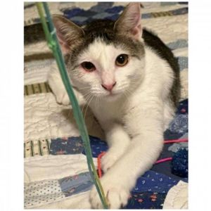 Jovi This pretty girl has lots of playful energy preferring toys she can chase and cat trees she ca