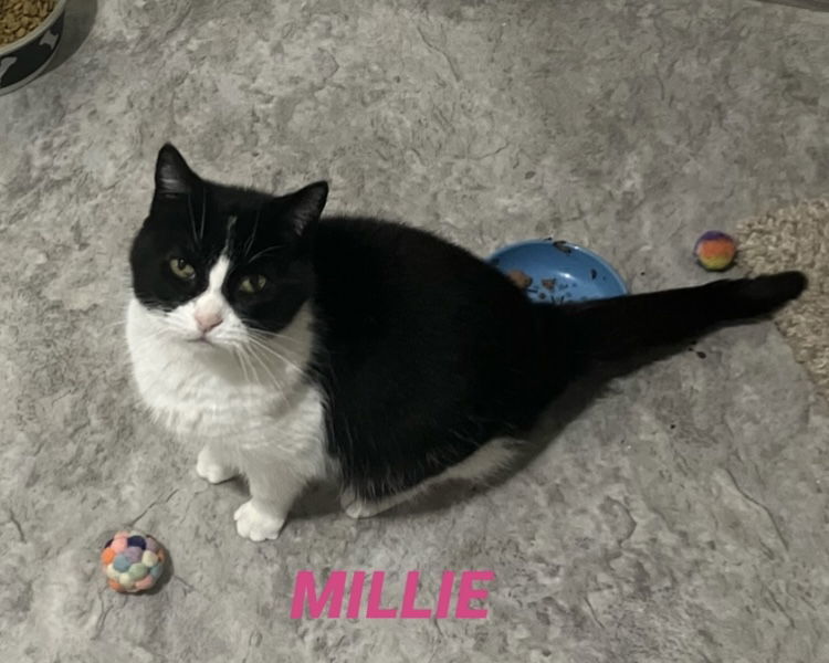 Millie-black/white tux in foster care, an adoptable Domestic Short Hair in Mitchell, SD, 57301 | Photo Image 1