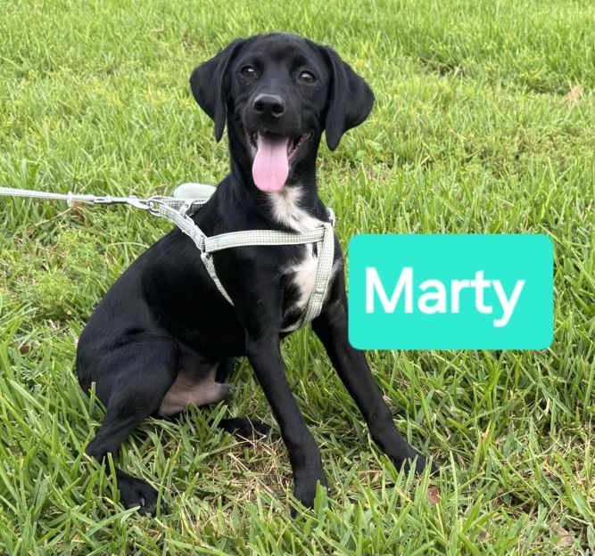 Dog for adoption - Marty, a Beagle Mix in Milton, FL | Petfinder