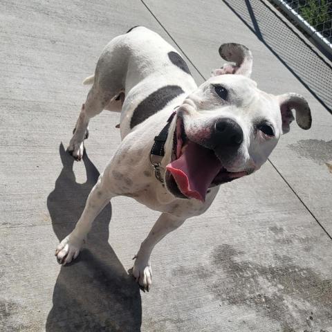 AnaBella (Ana or NaNa), an adoptable American Staffordshire Terrier in Bismarck, ND, 58507 | Photo Image 1