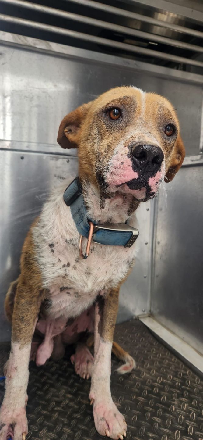 Dog for adoption - ACE, a Beagle & Cattle Dog Mix in Chandler, AZ ...