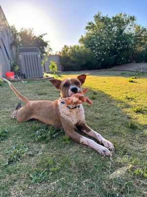 ACE, Young Male Australian Cattle Dog / Blue Heeler
