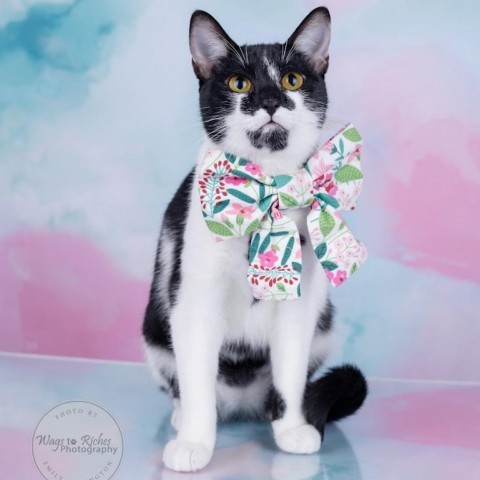 Poppi, an adoptable Domestic Short Hair in Tuscaloosa, AL, 35401 | Photo Image 1