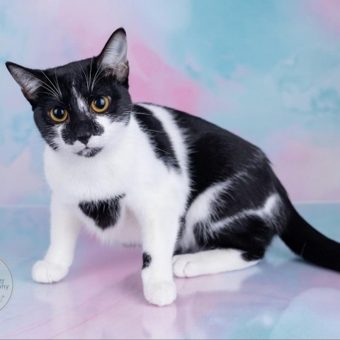 Poppi, an adoptable Domestic Short Hair in Tuscaloosa, AL, 35401 | Photo Image 2