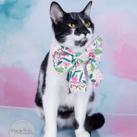 Poppi, an adoptable Domestic Short Hair in Tuscaloosa, AL, 35401 | Photo Image 6