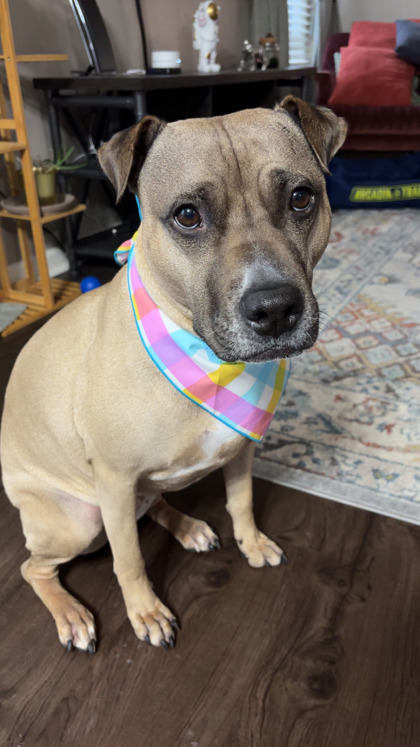 Piper (in foster) 2
