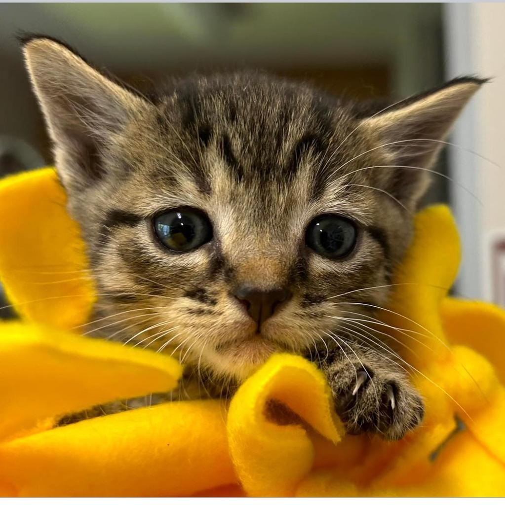 Capn, an adoptable Domestic Short Hair in Ontario, OR, 97914 | Photo Image 2