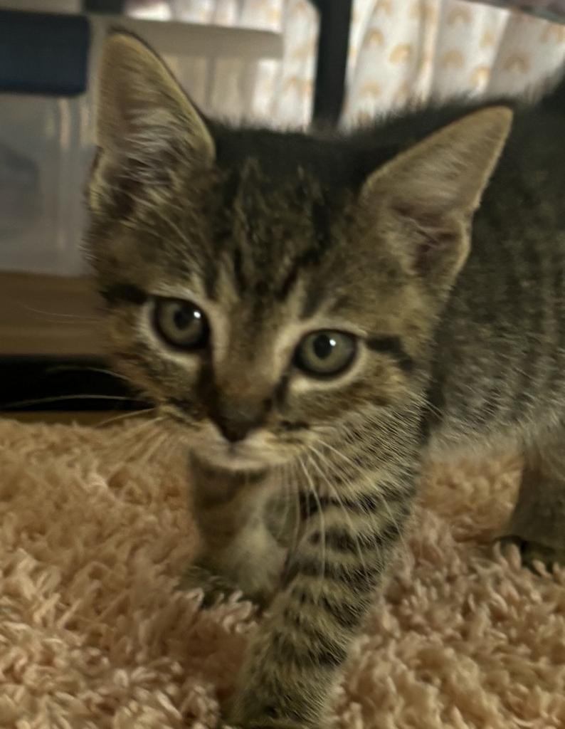 Capn, an adoptable Domestic Short Hair in Ontario, OR, 97914 | Photo Image 3