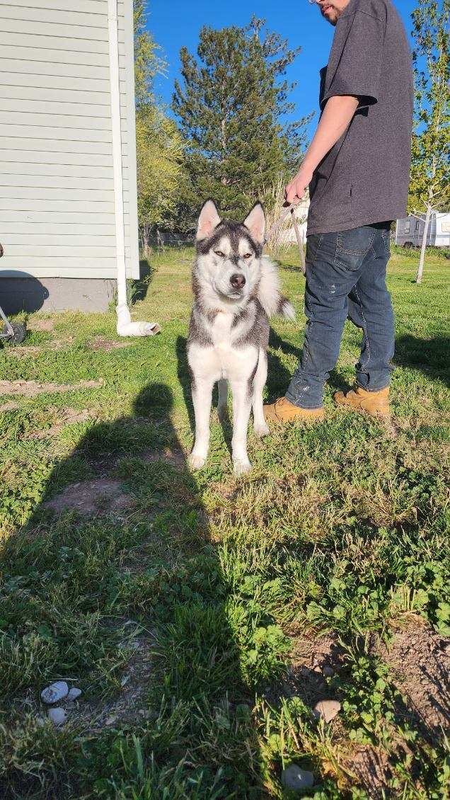 Koda, an adoptable Siberian Husky in Grantsville, UT, 84029 | Photo Image 1